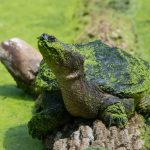 red eared slider turtle care